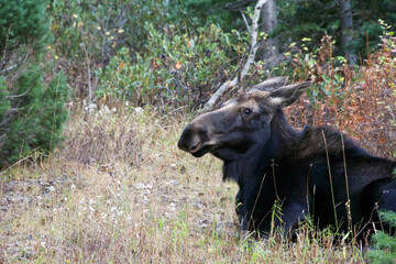 Moose laying in the grass in the rocky mountains