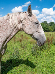 Head and enck of red brown dotted appaloosa horse