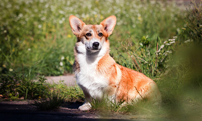 dog red welsh corgi sitting in the grass