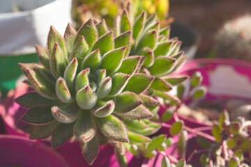 Beautiful succulent in garden with purple details close-up outdoors