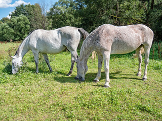Spotted appaloosa horses. White and brown dotted horse
