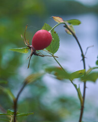 Red rose hips close up on a branch
