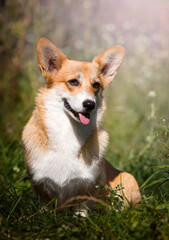 dog red welsh corgi sitting in the grass