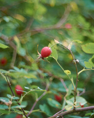 Red rose hips close up on a branch