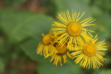 Background with wildflowers - Heartleaf Oxeye, Telekia speciosa	