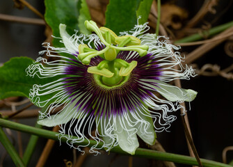 planta