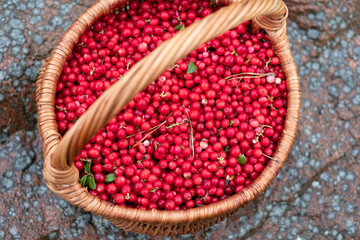 Close-up of handpicked cowberries in a basket. Forest berries.