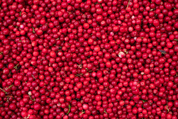 Close-up of large pile of handpicked  wild cowberries. Forest berries.