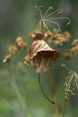 Yellow dry leaf hanging on a twig