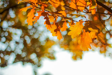oak branches in autumn. bright foliage in the sun. autumn landscape