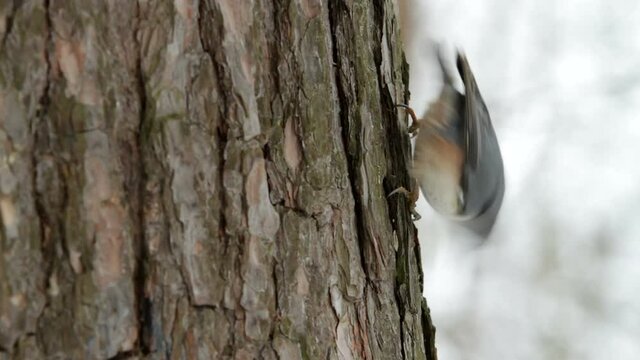 nuthatch on the trunk of pine, eats seeds.