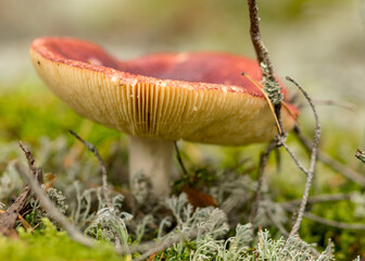 Wild mushroom in the forest, traditional forest background with grass, moss, lichens and dry branches, autumn forest texture, autumn