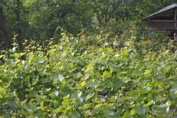 Grapevine. Grapes with green leaves on the vine. fresh fruits. 