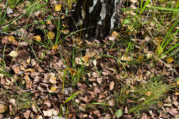 fallen leaves in September near birch