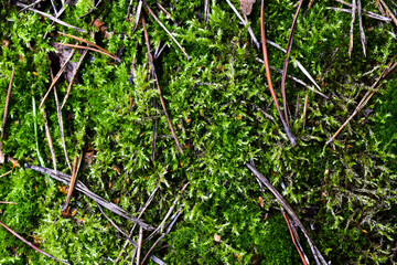 old spruce needles on moss