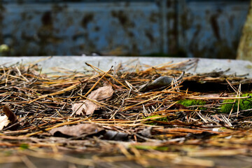 old spruce needles on a moss-covered iron sheet