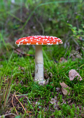 natural forest background, wild mushroom in the forest, traditional forest background with grass, moss, lichens and dry branches, autumn forest texture