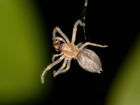 Brazilian Ghost Spider of the Family Anyphaenidae