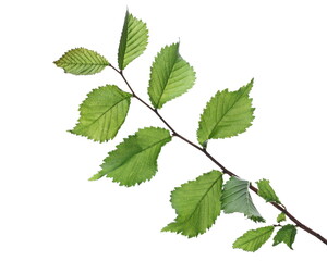 Fototapeta na wymiar Green elm tree twig, branch with leaves isolated on white background with clipping path