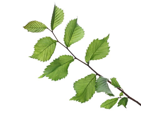 Green elm tree twig, branch with leaves isolated on white background with clipping path