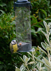 Blue tit feeding