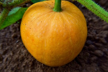 pumpkin on a wooden table