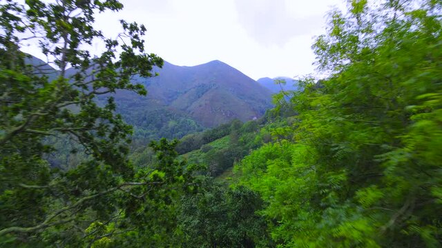 Drone shot emerging through the bushy green canopy of a temperate forest in Asturias, Spain revealing moutains and a deep gorge behind, covered by a blue haze.