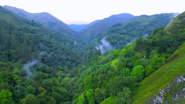 Steaming forests lining a steep valley in Asturias, Spain with vapour clouds condensing above the rich canopy of trees with a slope coming into view and a mountainous backdrop amongst blue a haze.