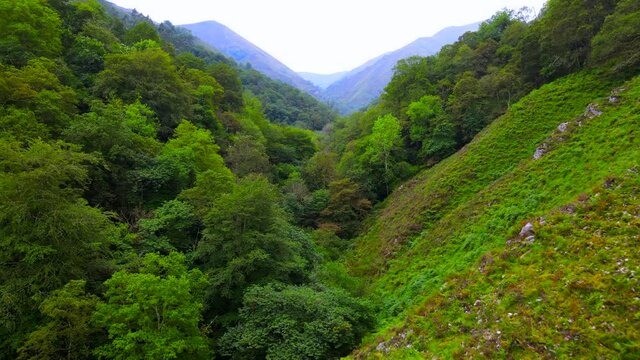 Treetops of a temperate forest in Asturia, Spain at the base of a v-shaped vally with blue hazy mountains in the background and tufty green a red grass on the hillside.