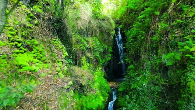 Waterfall flowing down a gorge in Chorron, Asturias, walls lined with dense green foliage with roots and ferns growing out of the rocks- dark rocks beneath the waterfall.