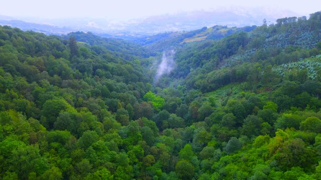 Vapour rising from a dense green forest above a valley in Asturias, Spain, with rising mountains in the background covered by a thin blue haze.