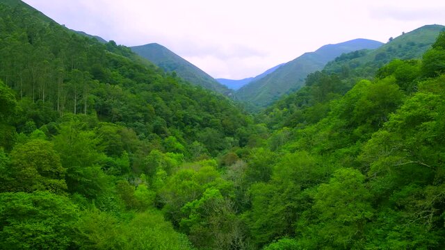Temperate forest canopy after heavy rain in a steep valley in Asturias, Spain with a mixture of tall trees and dense undergrowth and a horizon broken my a mountain line covered by a light blue haze.