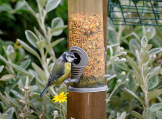 Blue tit feeding
