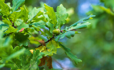 Swedish oak tree with acorns. The season for the acorn is now in September.