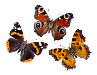 Fototapeta na wymiar three beautiful butterflies isolated on a white background