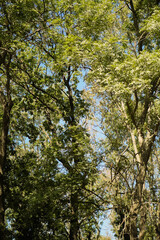Green trees growing in the forest. Vertical orientation. Environment protection. 