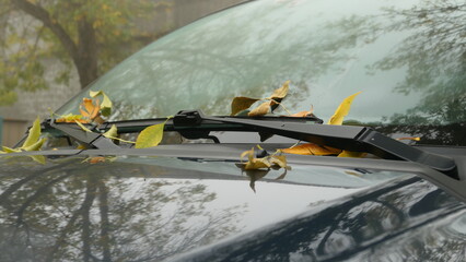 autumn leaves covered car windshields