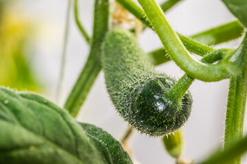 Tiny unripe cucumbers for the winter under the greenhouse 