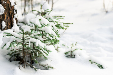 Young spruce trees covered with snow in a cold winter forest