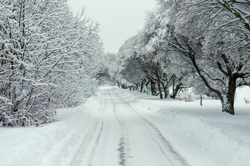 Fototapeta premium Snow alley in winter forest