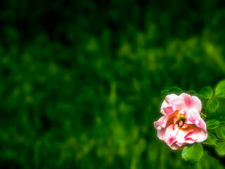 Obraz premium ...rose...