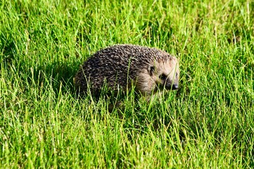 hedgehog in the grass