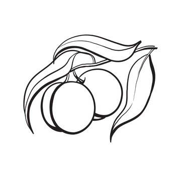 recommend clip art: peach fruit line drawing