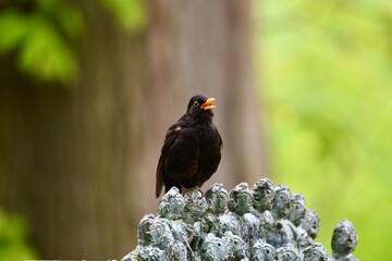 singing blackbird