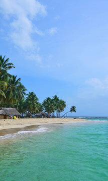 beach with palm trees