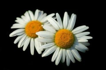Obraz premium White petals of chamomile on black background