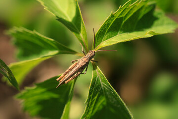 Fototapeta na wymiar Cute grasshopper sitting on green plant