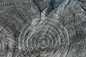 Fototapeta premium old wood texture