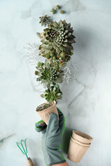 Seedling pots, planting seedlings and baby plants of sempervivum succulent plants. Green hands creative concept. Plants, hand in glove, rake and seedling pots on light stone background.