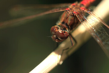Red dragonfly sitting on branch
